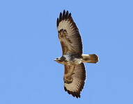 Buse variable