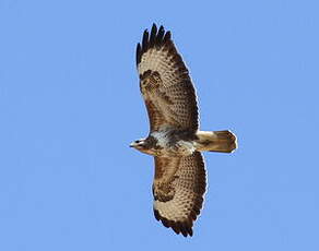 Buse variable