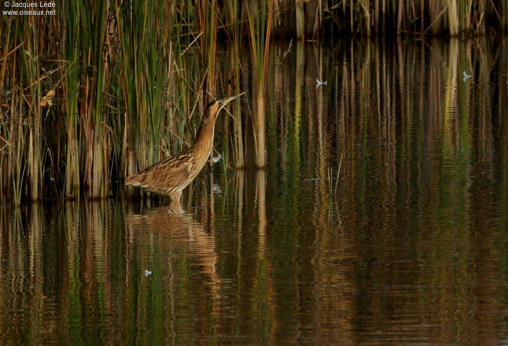 Eurasian Bittern