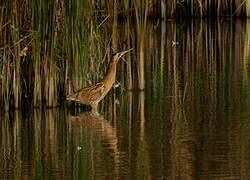 Eurasian Bittern