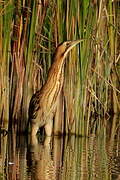 Eurasian Bittern