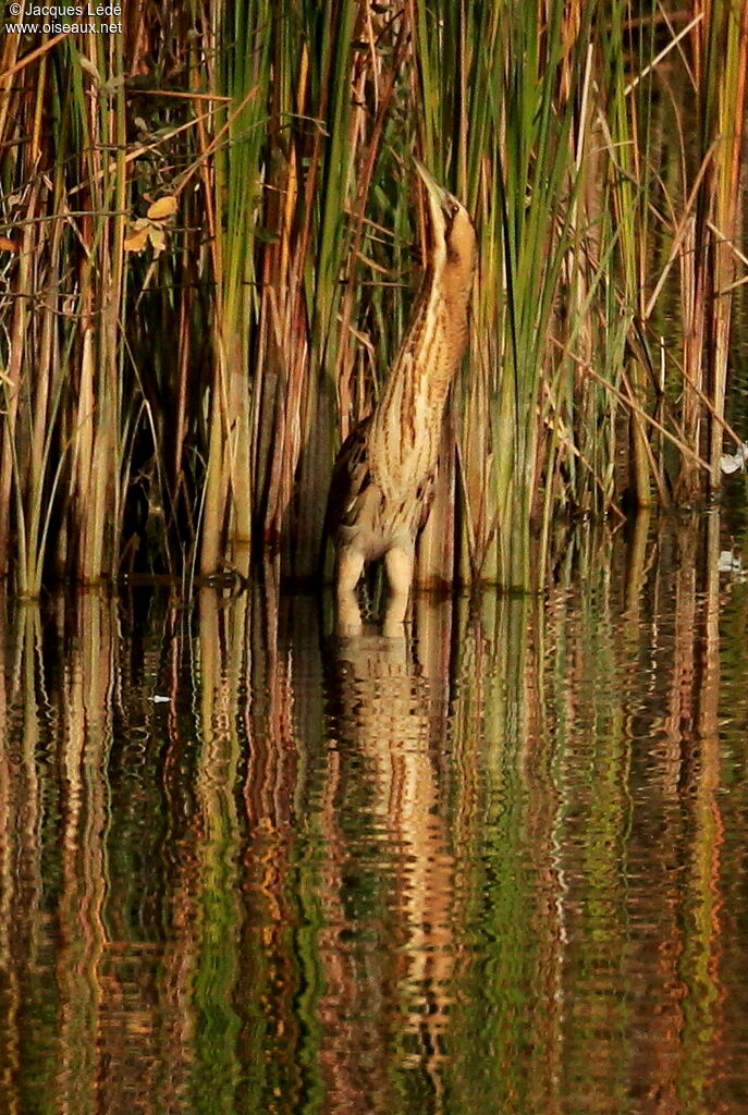 Eurasian Bittern