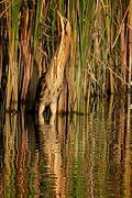 Eurasian Bittern