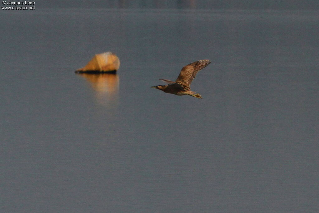 Eurasian Bittern