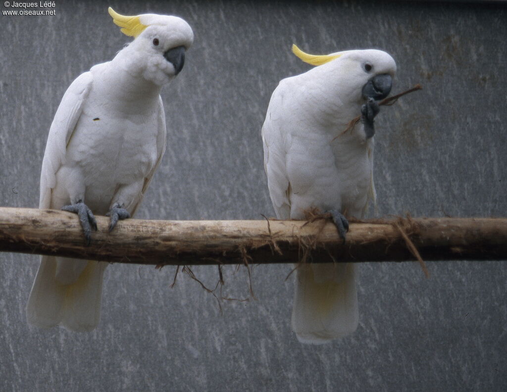 Sulphur-crested Cockatoo