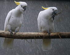 Sulphur-crested Cockatoo