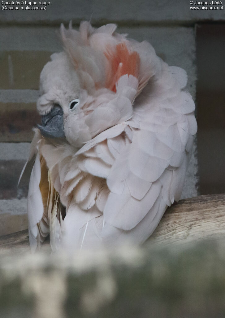 Salmon-crested Cockatoo