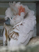 Salmon-crested Cockatoo