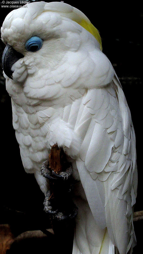 Blue-eyed Cockatoo