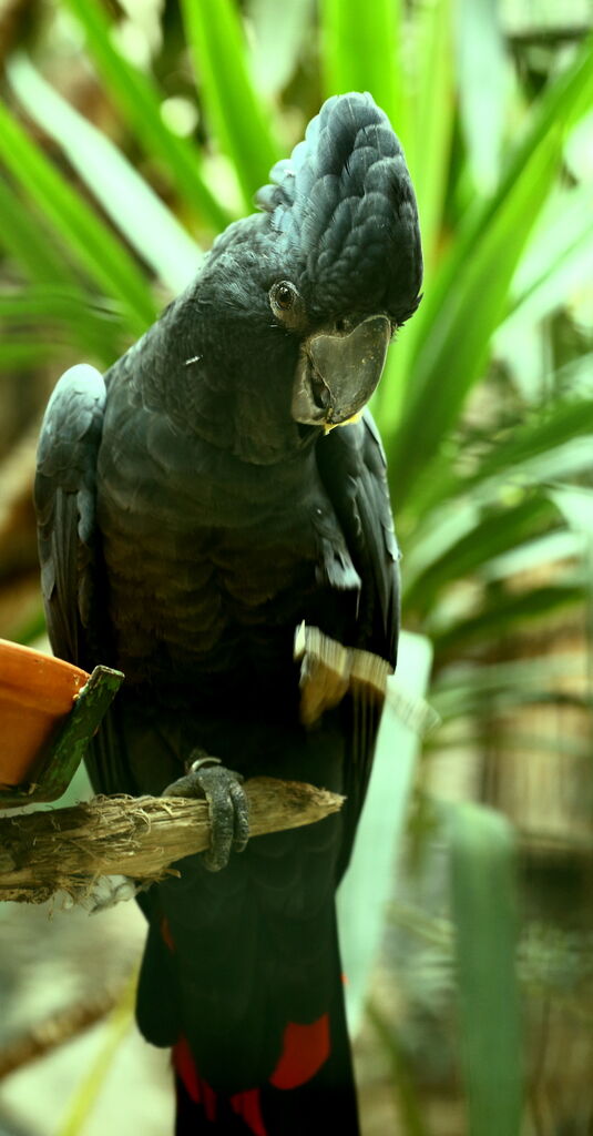 Red-tailed Black Cockatoo