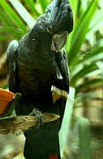 Red-tailed Black Cockatoo