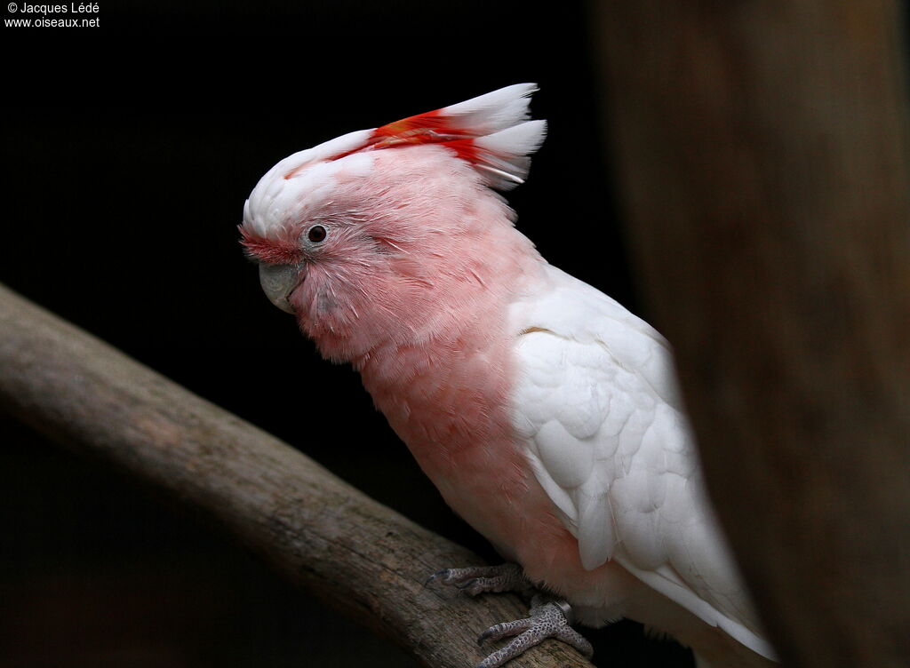 Major Mitchell's Cockatoo