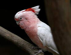 Major Mitchell's Cockatoo