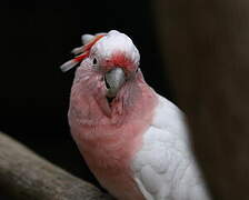 Pink Cockatoo