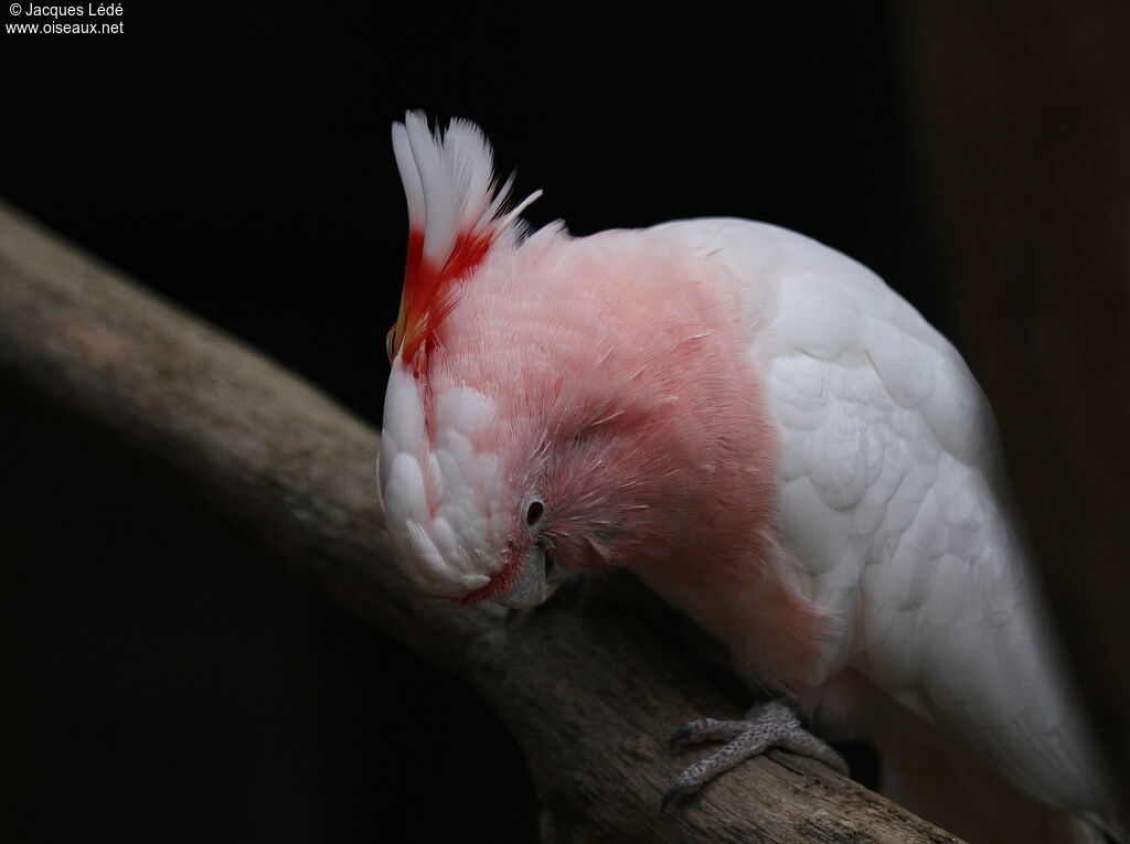 Major Mitchell's Cockatoo