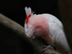 Pink Cockatoo