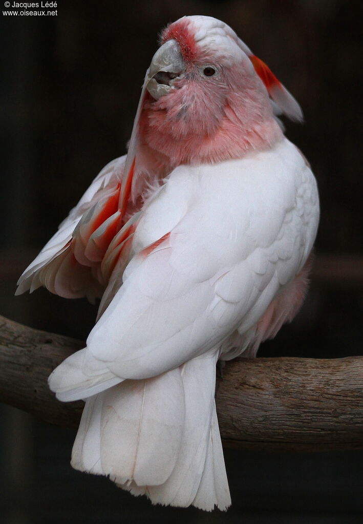 Pink Cockatoo