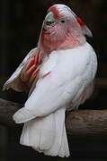 Major Mitchell's Cockatoo