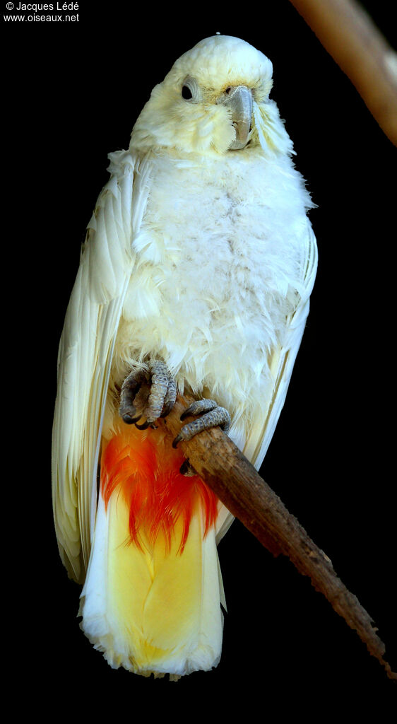 Red-vented Cockatoo