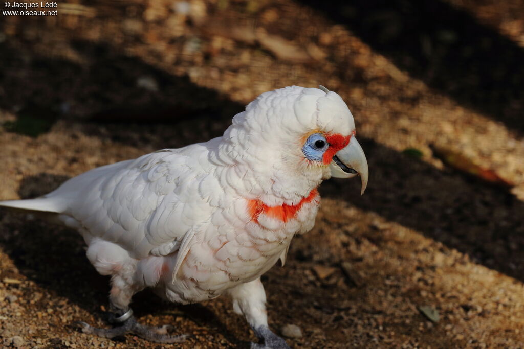 Long-billed Corella