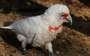 Long-billed Corella