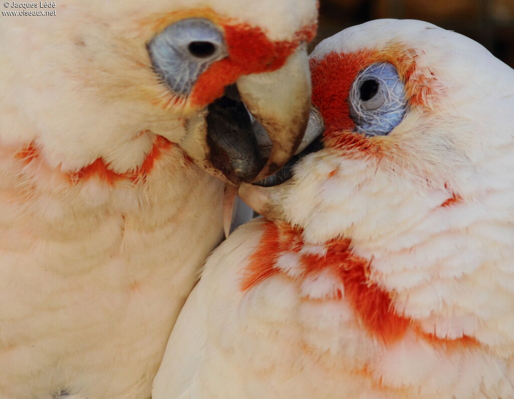 Long-billed Corella