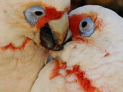 Long-billed Corella