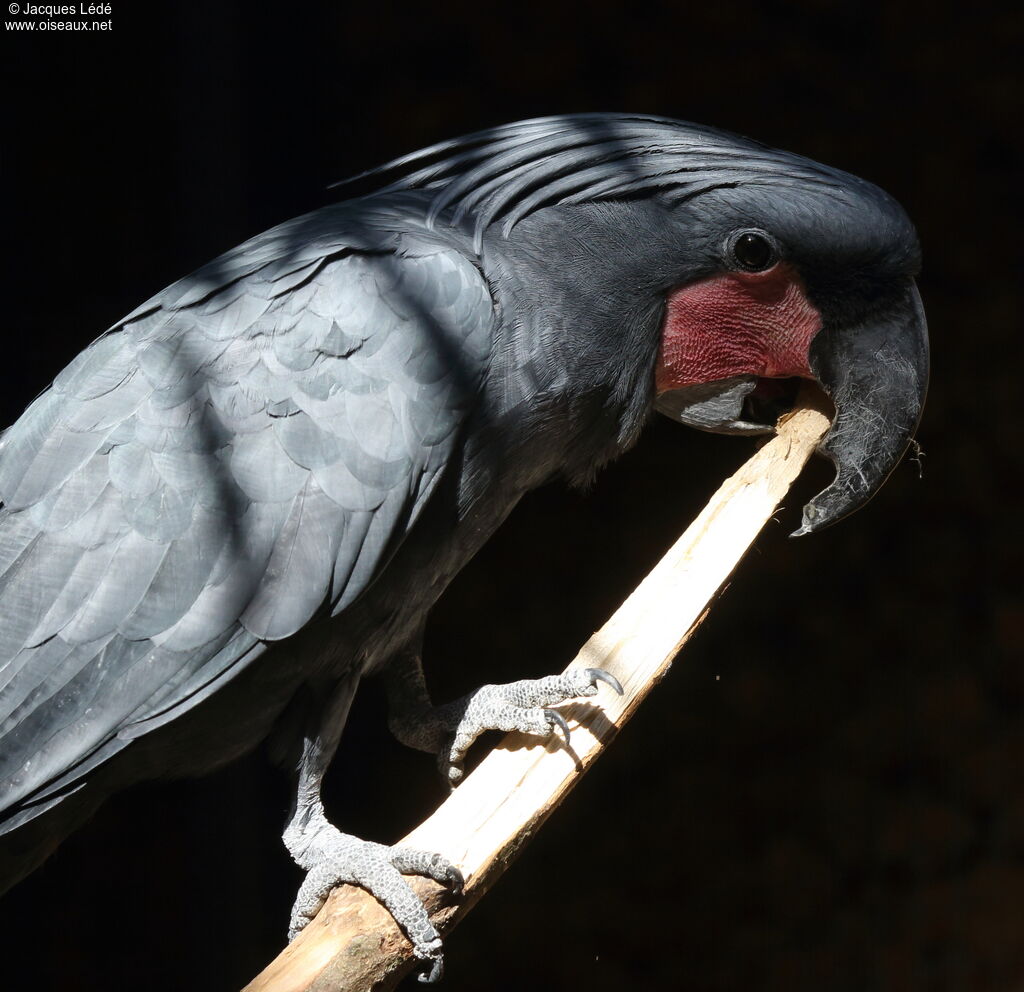 Palm Cockatoo