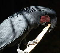 Palm Cockatoo