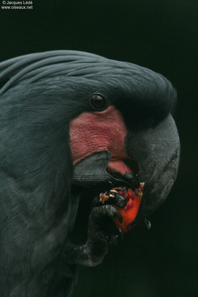 Cacatoès noir