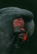 Palm Cockatoo