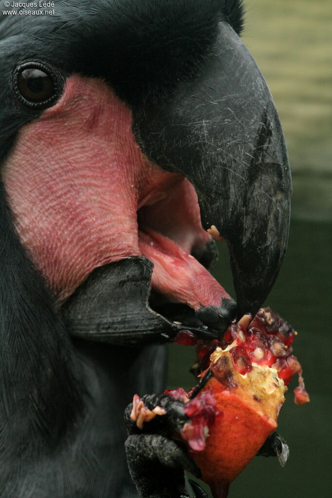 Palm Cockatoo