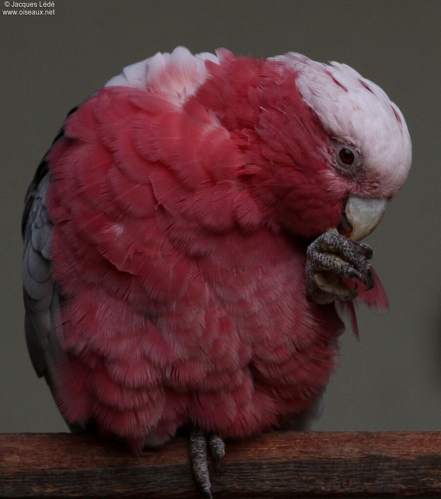 Galah