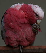 Galah