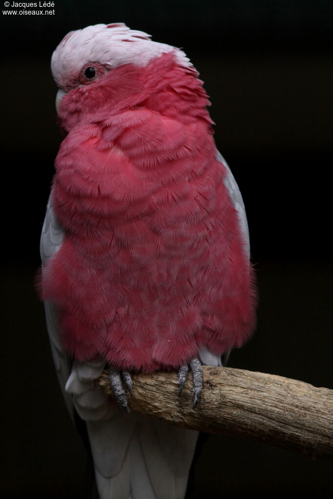 Galah