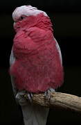 Galah