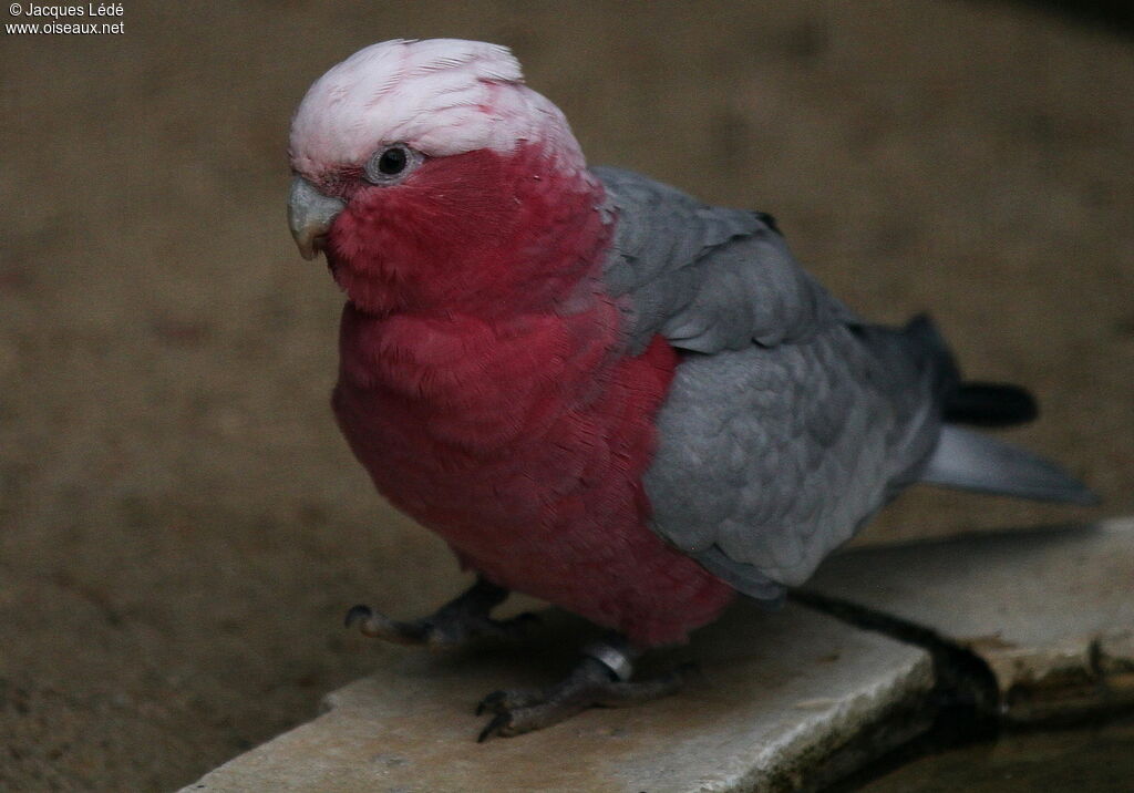 Cacatoès rosalbin