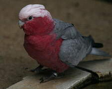 Galah