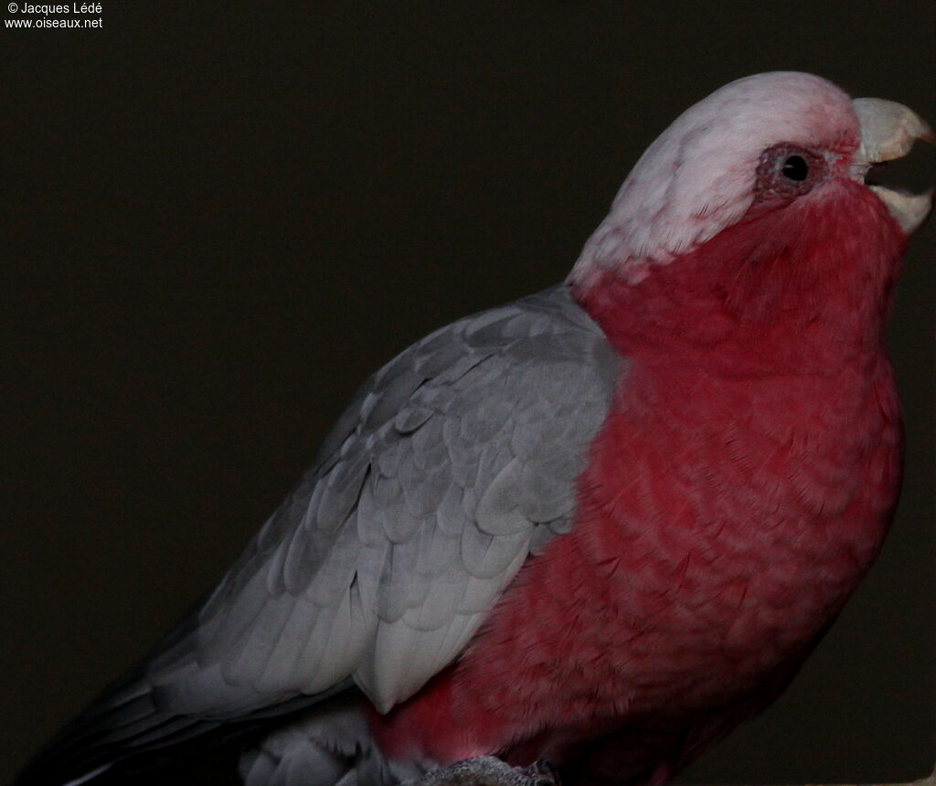 Galah