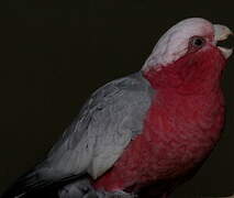 Galah