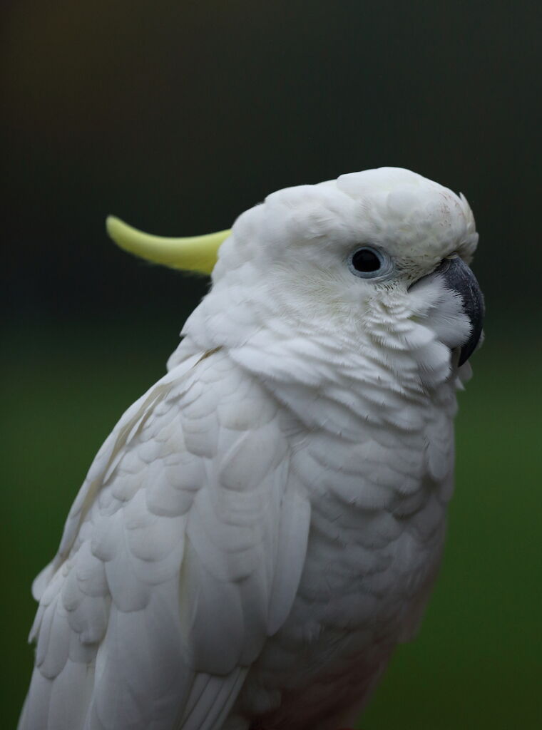 Yellow-crested Cockatoo