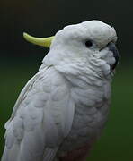 Yellow-crested Cockatoo