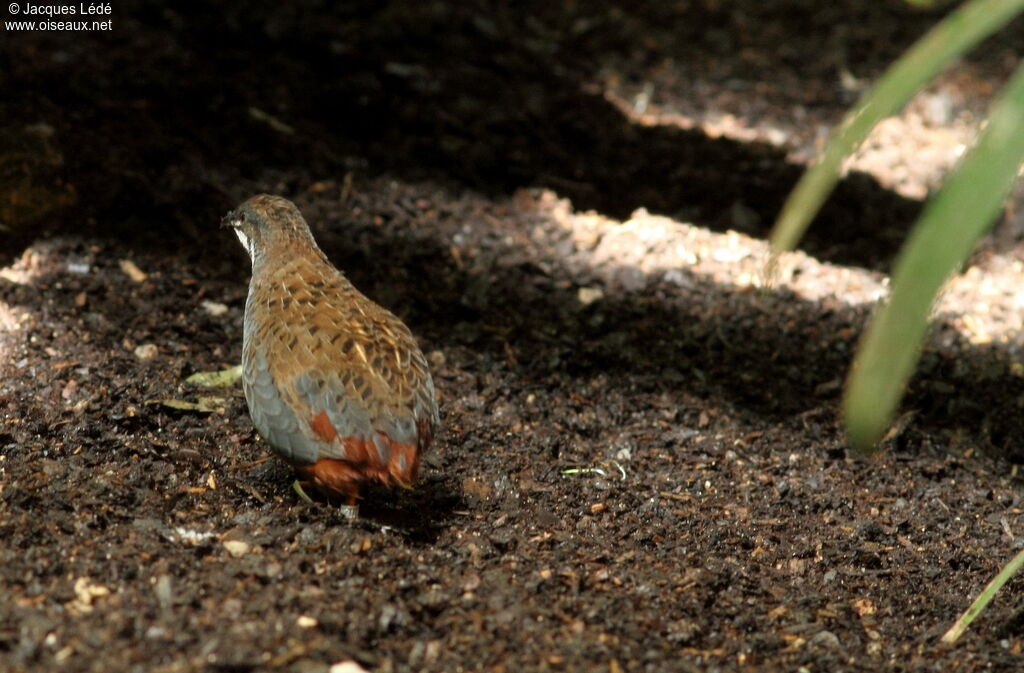 King Quail