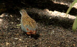 King Quail