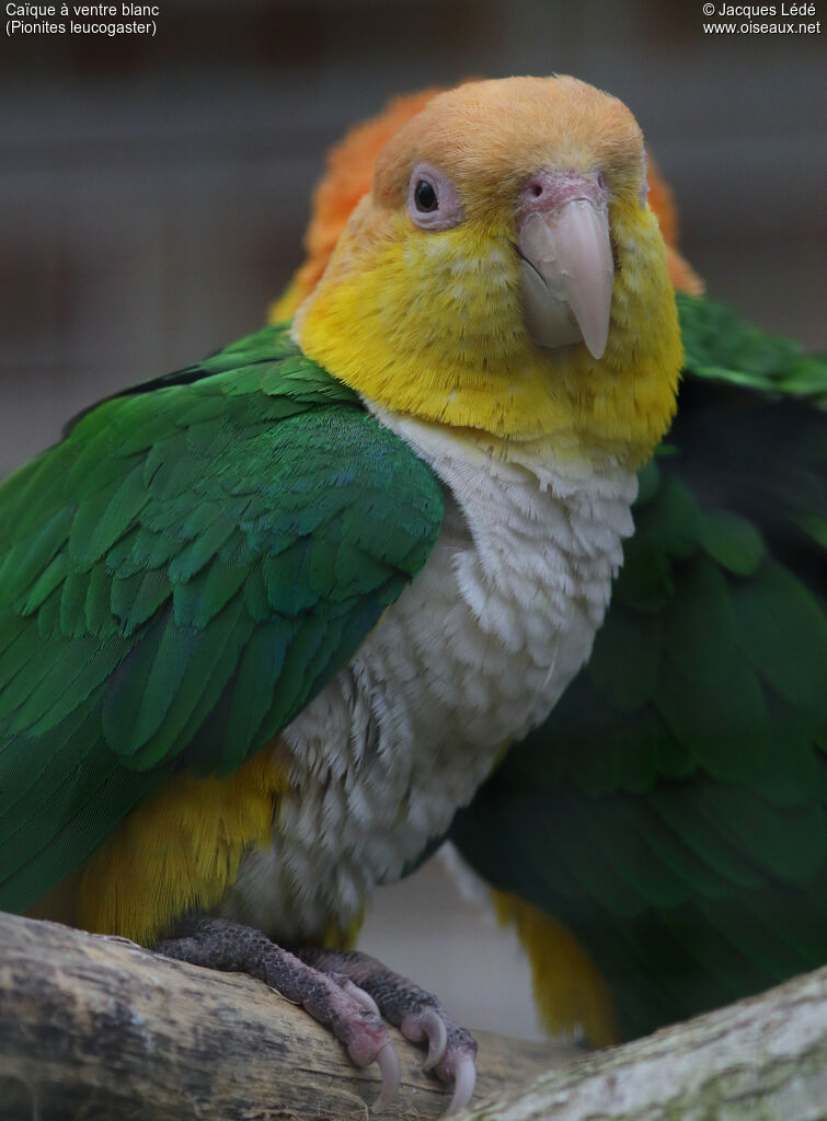 White-bellied Parrot