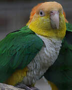 White-bellied Parrot