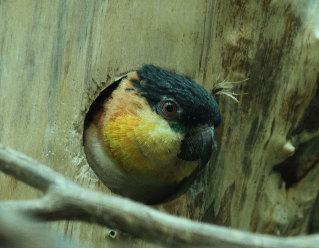 Black-headed Parrot