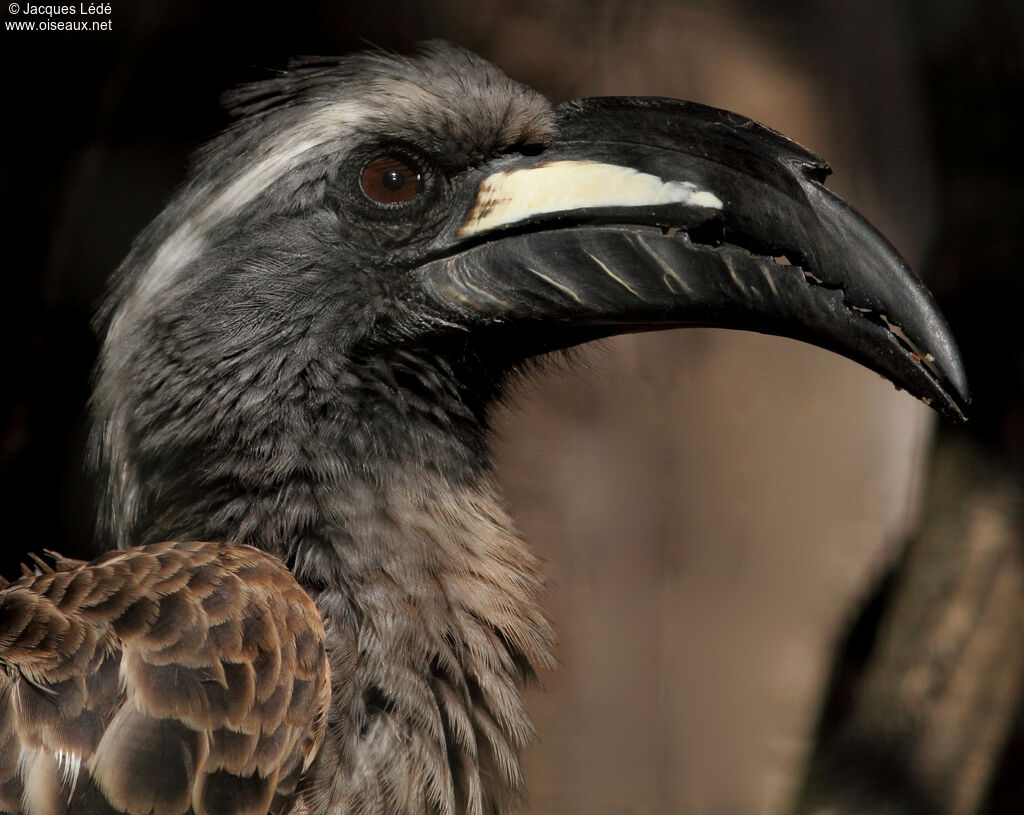 African Grey Hornbill