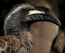 African Grey Hornbill