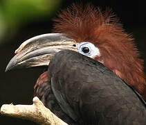 Black-casqued Hornbill